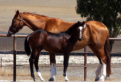 Large Foals Semeur