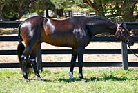 Ultime Espoir (aka Tumi) is ready for Blenheim EquiSports Spring Classic III.<br> Gail Morey Photography